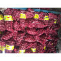 Chinese New Crop Fresh Red Onion 10kg Mesh Bag Package/Shallot